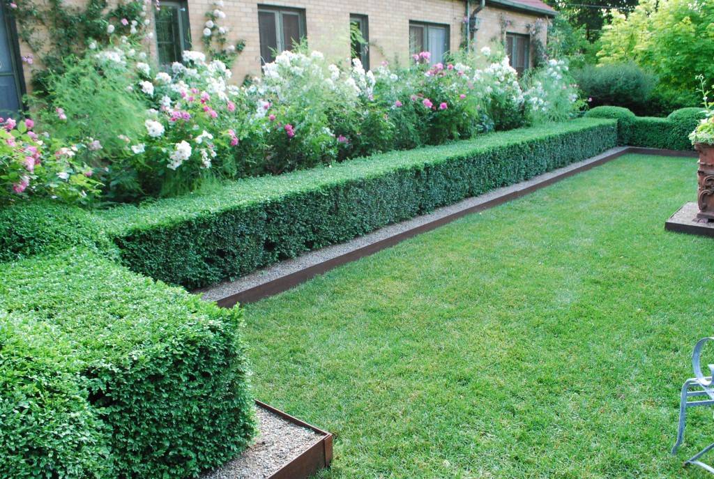 These Italian Cypress