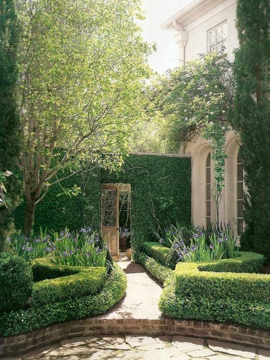 Italian Cypress Boxwood