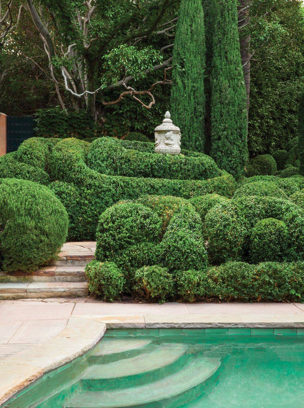 Leyland Cypress