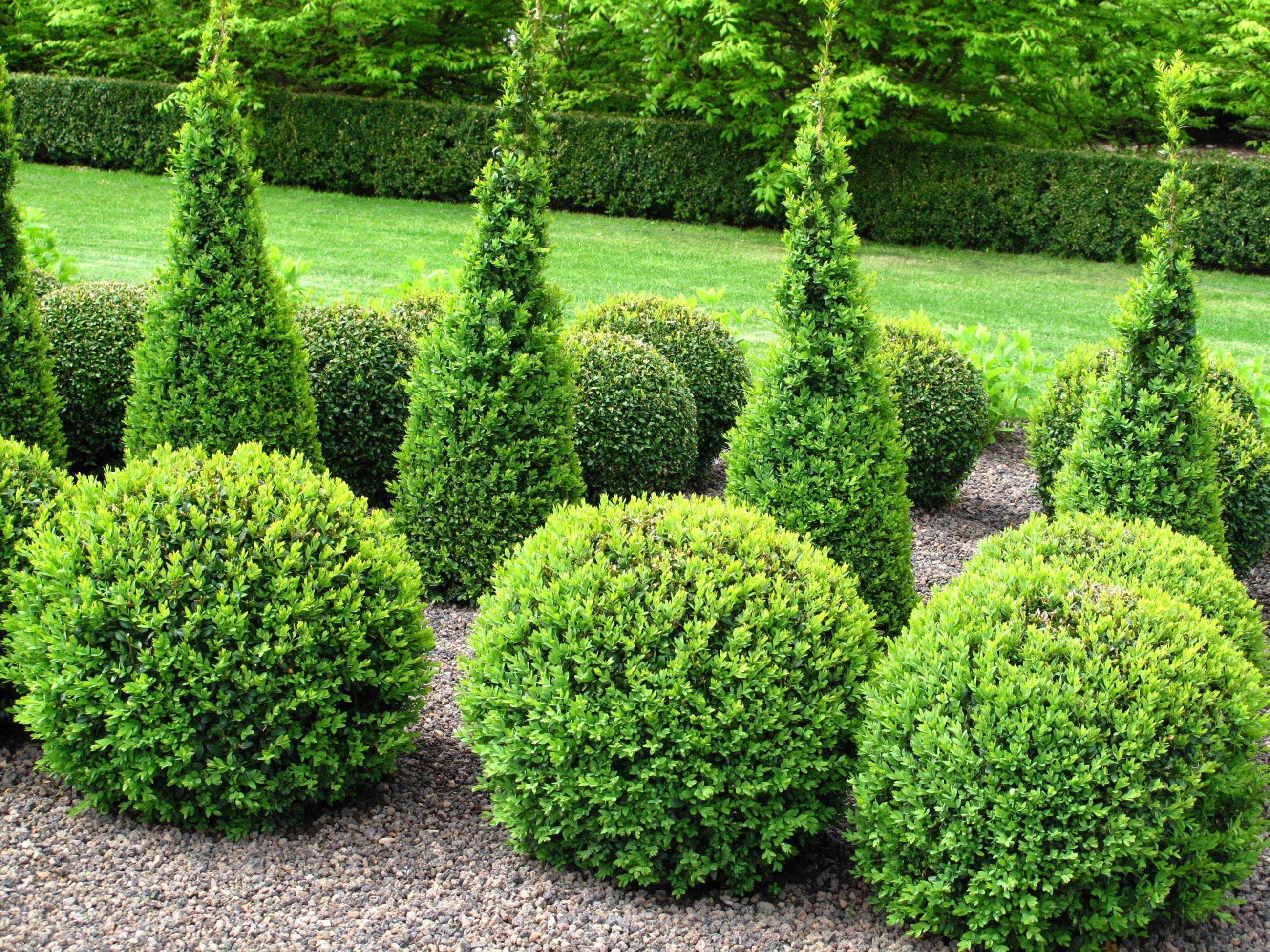 Boxwood Garden Design Ajf Design
