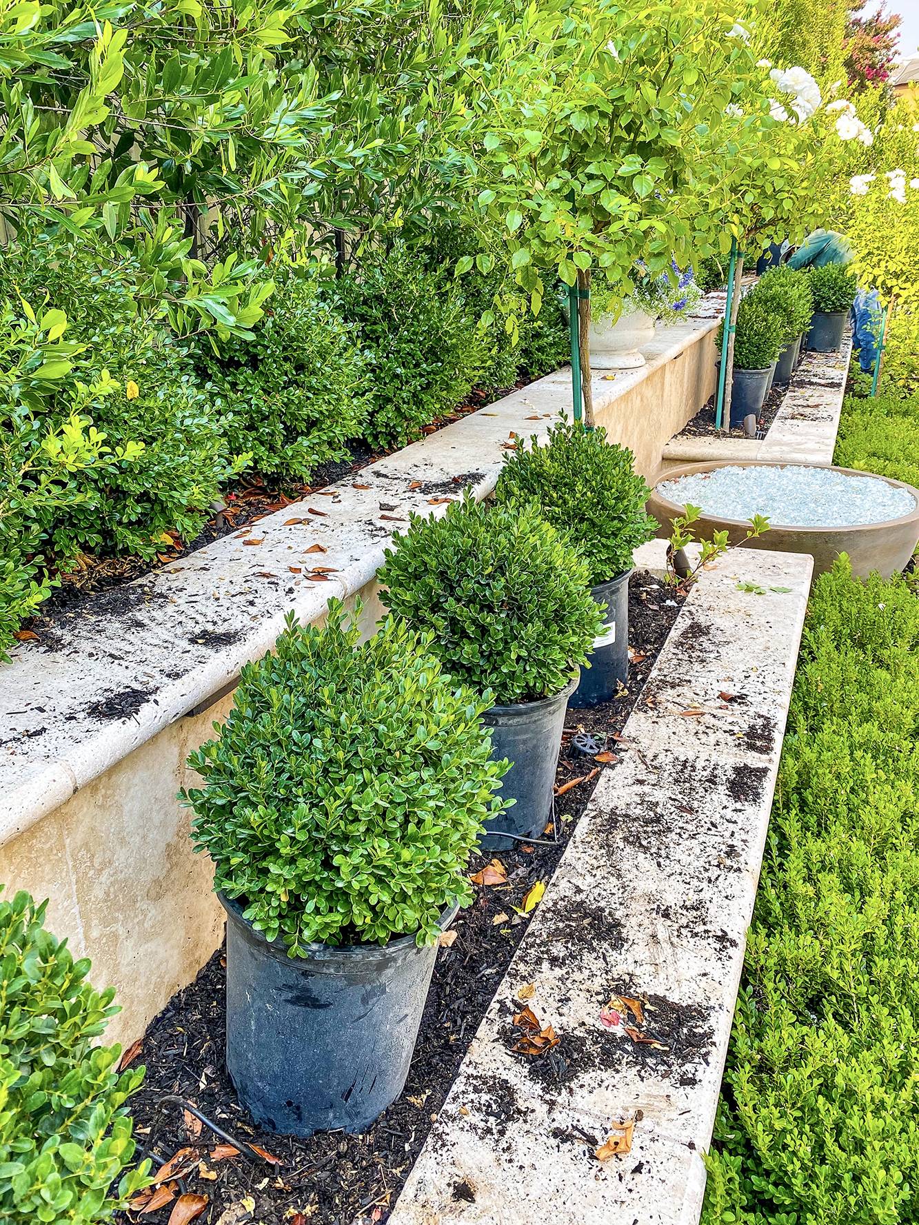 Gardening Ideas