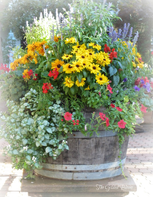 Lovely Combination Planting Container Gardening Ideas Homyhomee