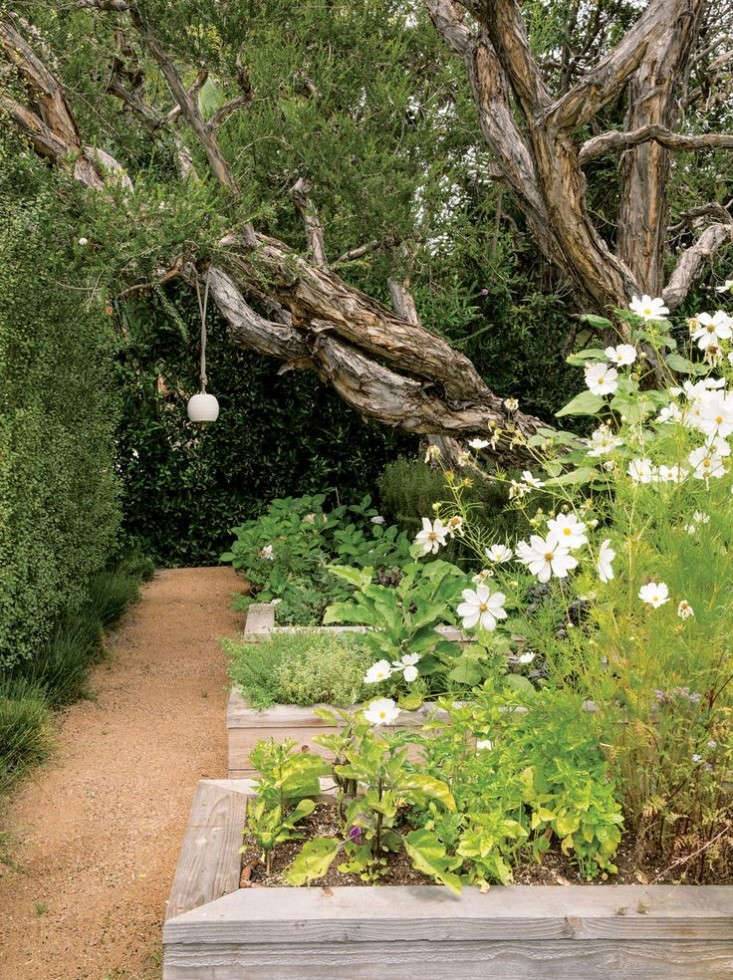 Lush Flower Garden Plant Flower Stock