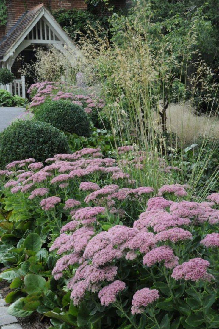 Border Garden Near Hedge Hedge Landscaping