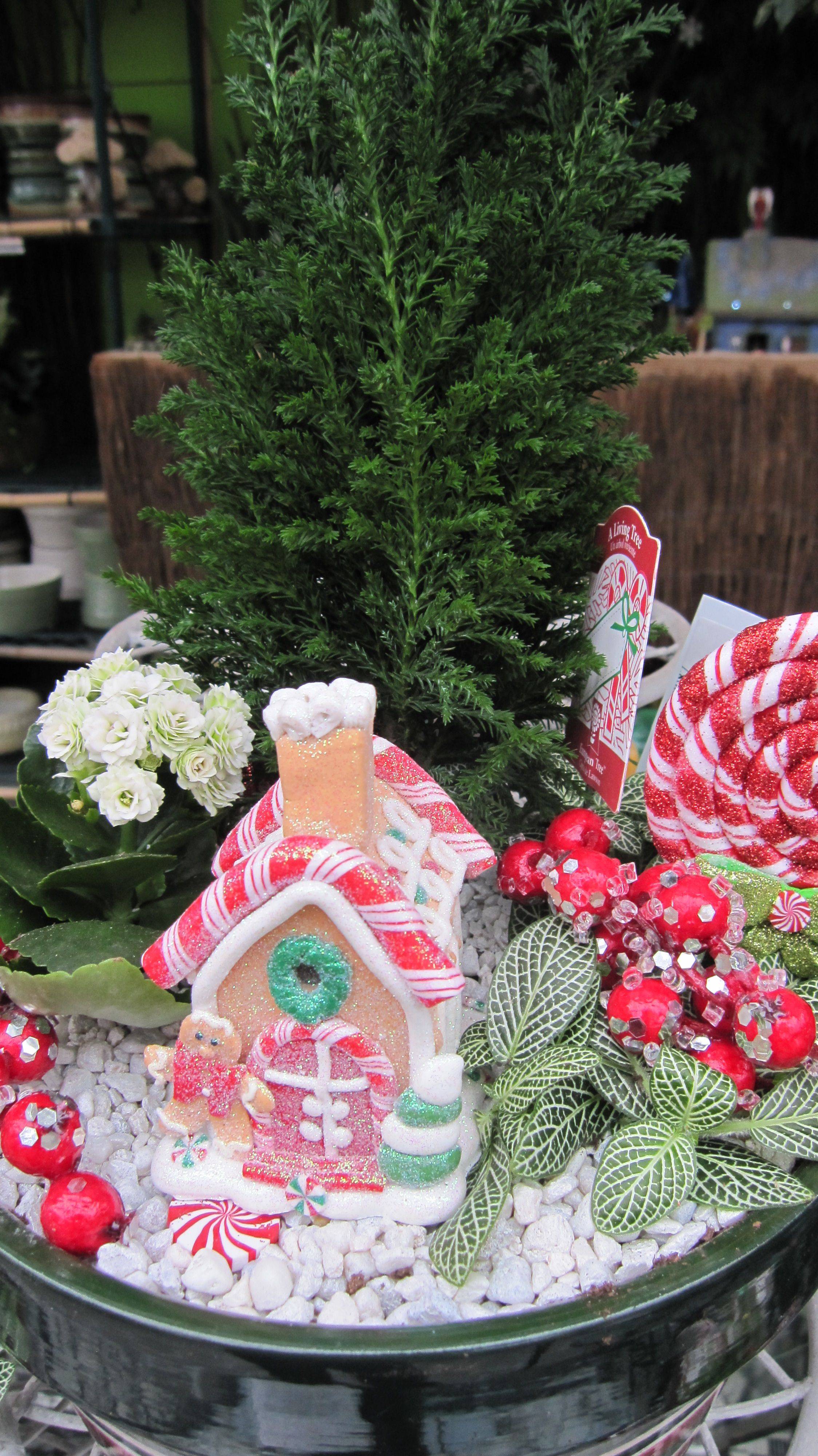 Christmas Fairy Garden Christmas Fairy Garden