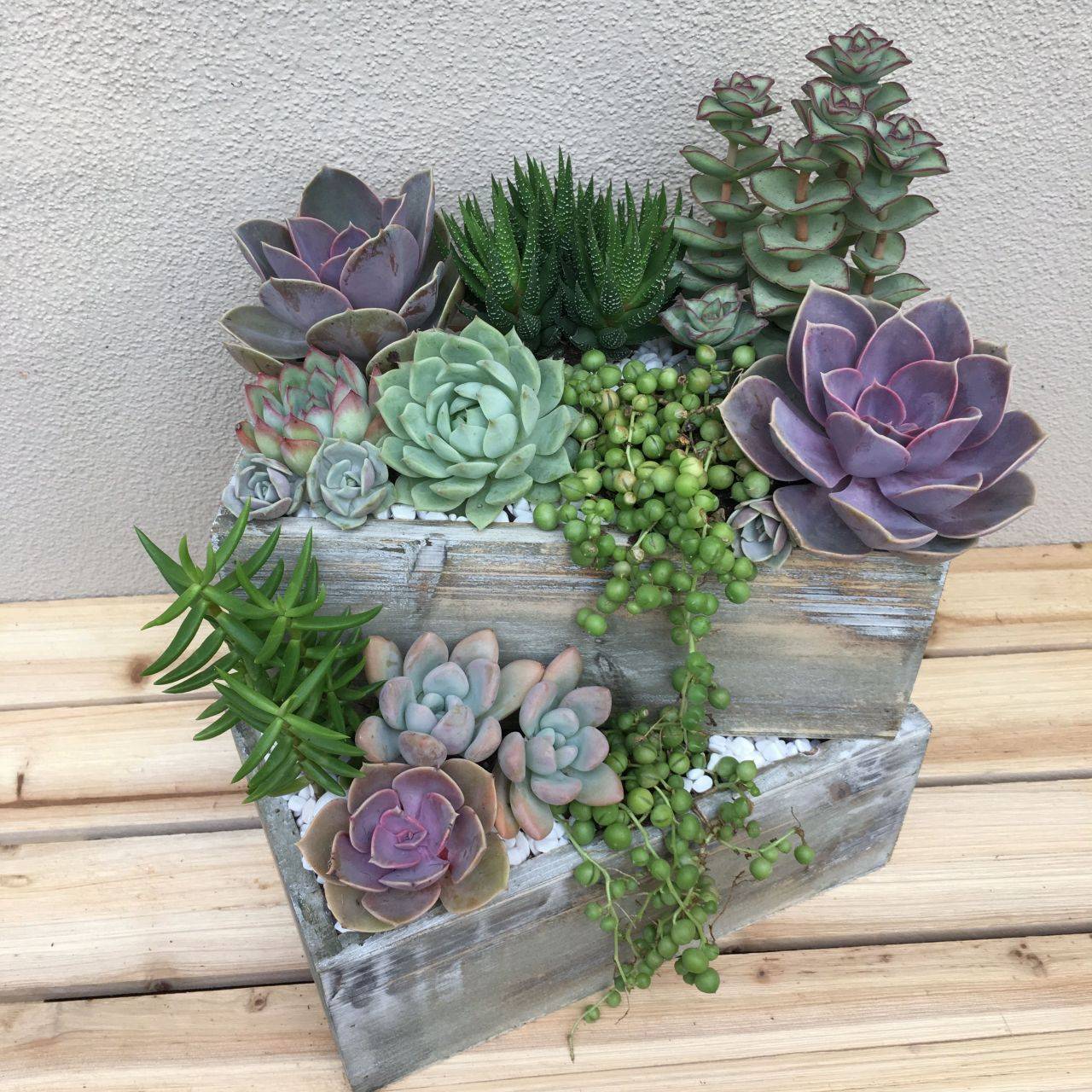 Best Succulent Garden Ideas
