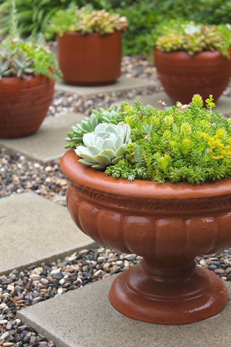 Gorgeous Succulent Garden Ideas