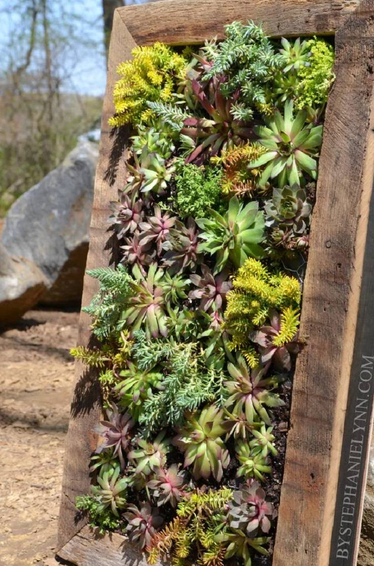 Enchanting Ideas Diy Succulents