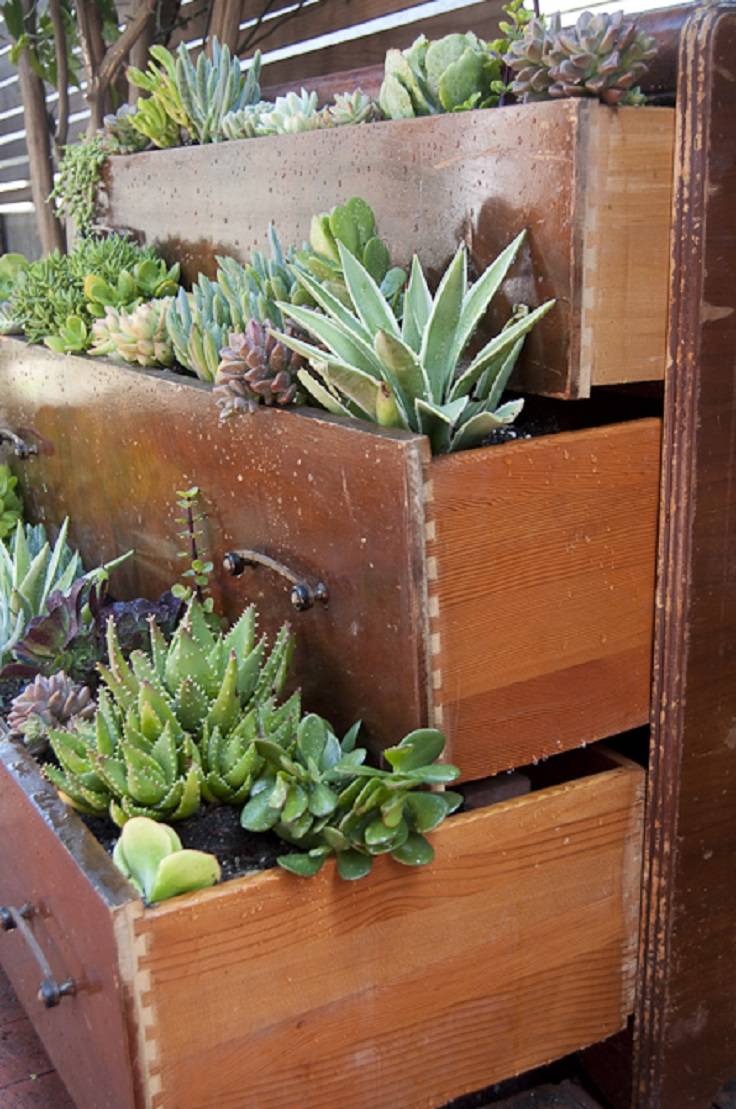 Top Diy Outdoor Succulent Garden Ideas Page