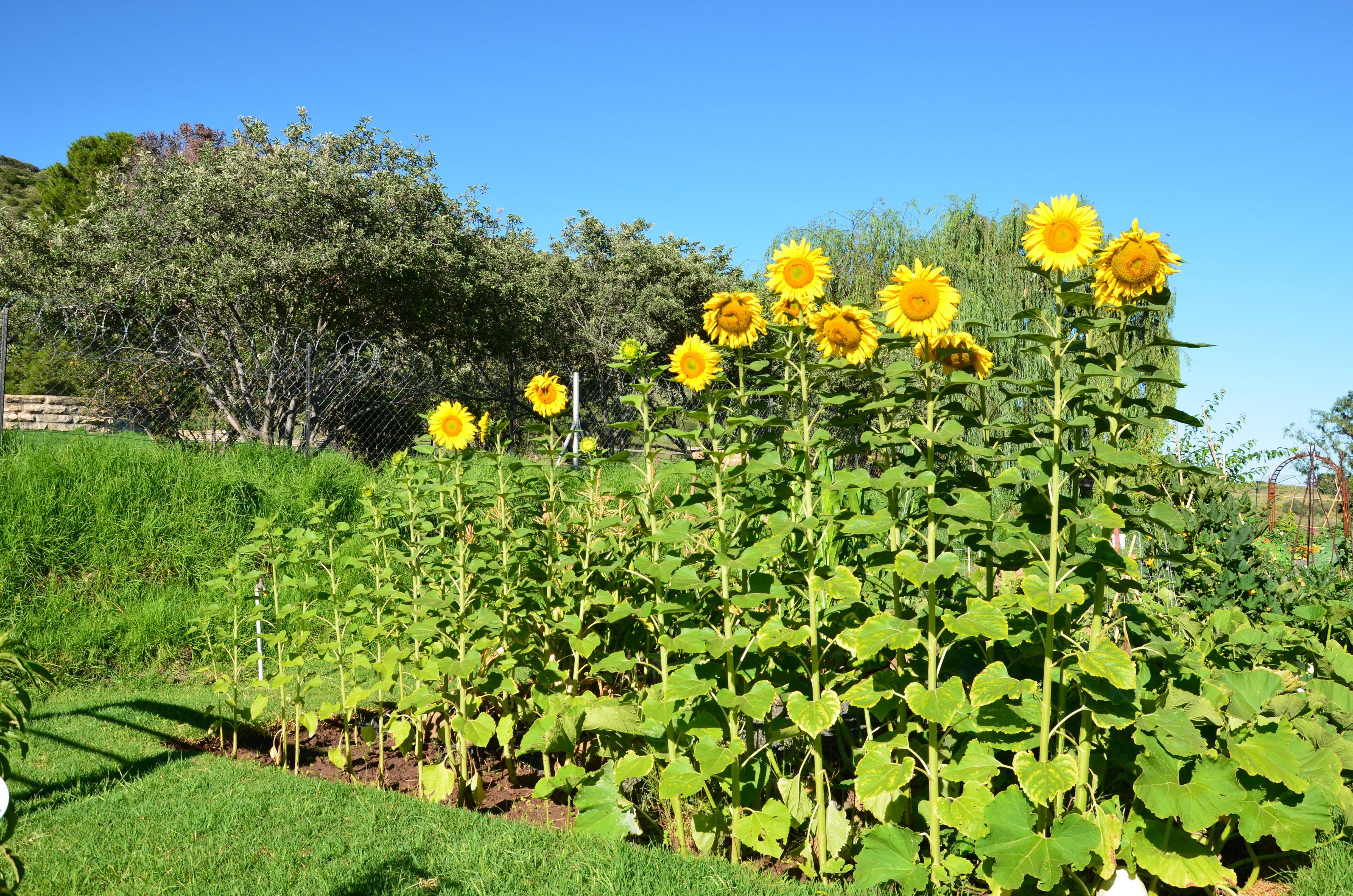 Beautiful Sunflower Backyard Design