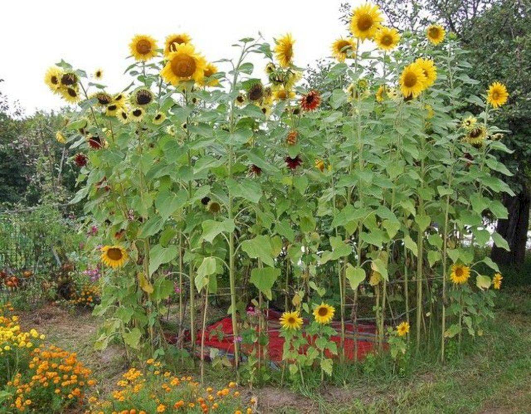 Sunflower Garden Design Flower Garden Design