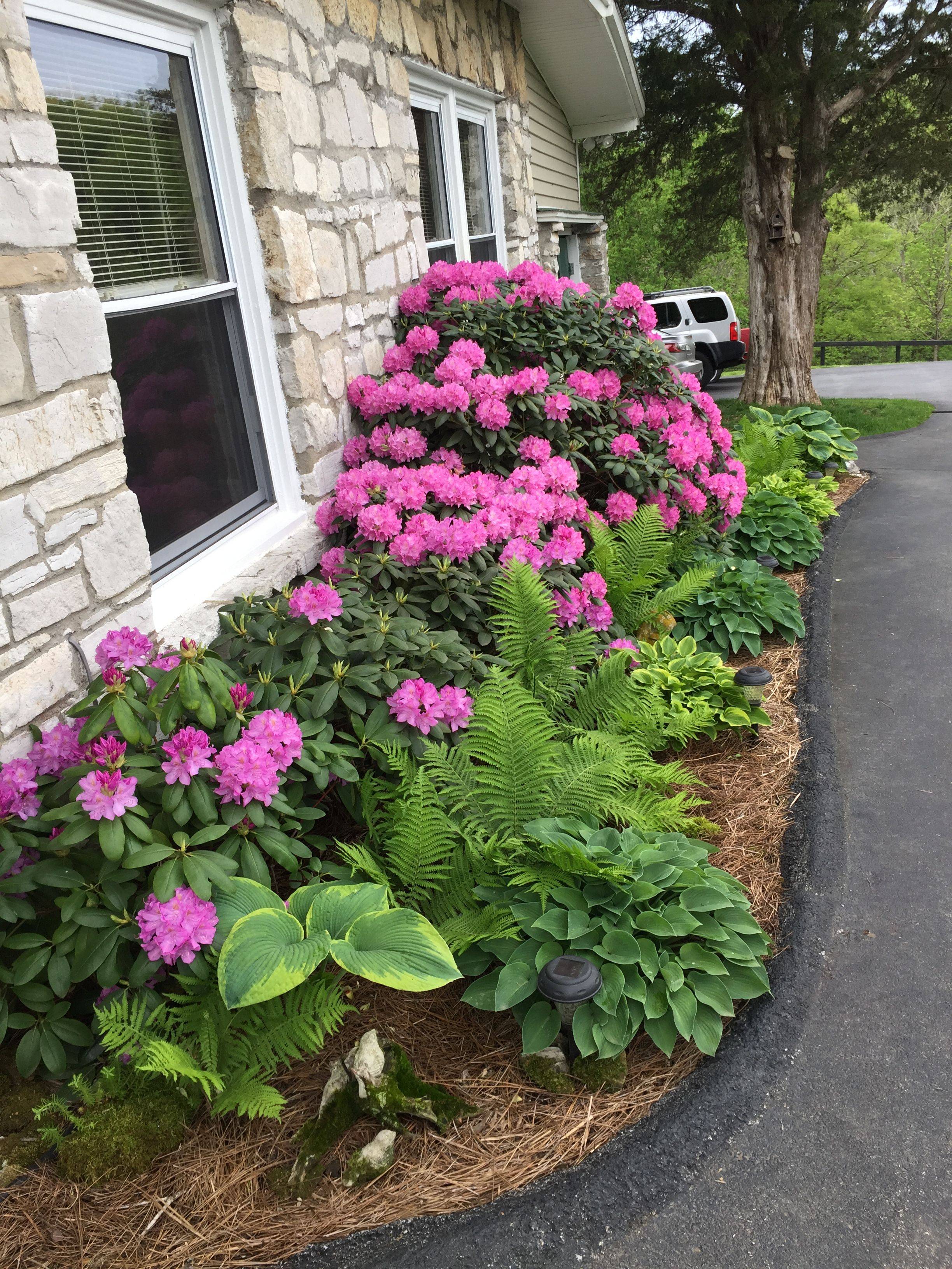 Perennial Border Flowers That Bloom