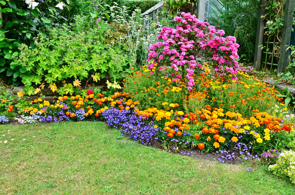 Your Perennials Suttons Gardening Grow
