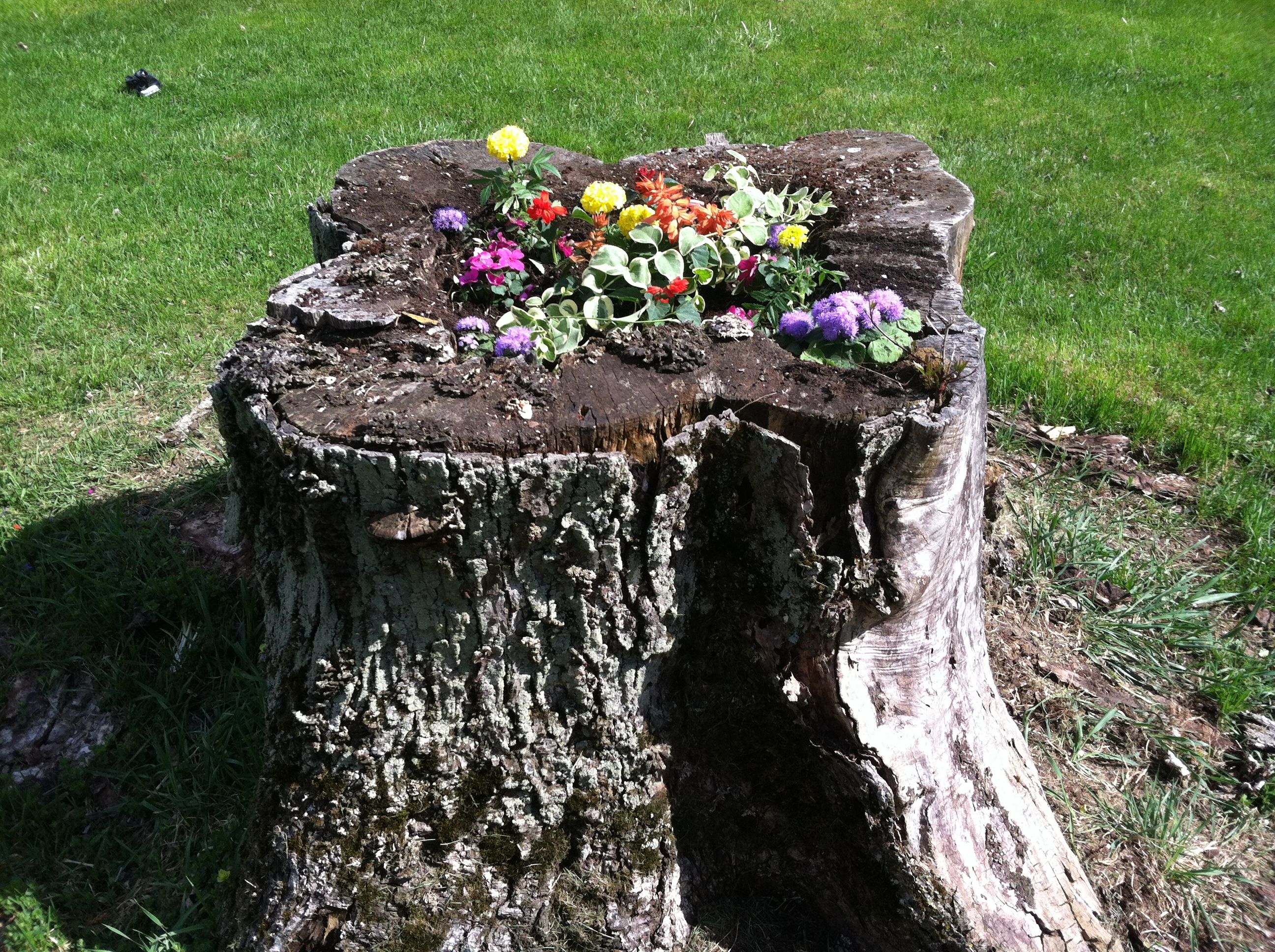 Fairy Garden Ideas