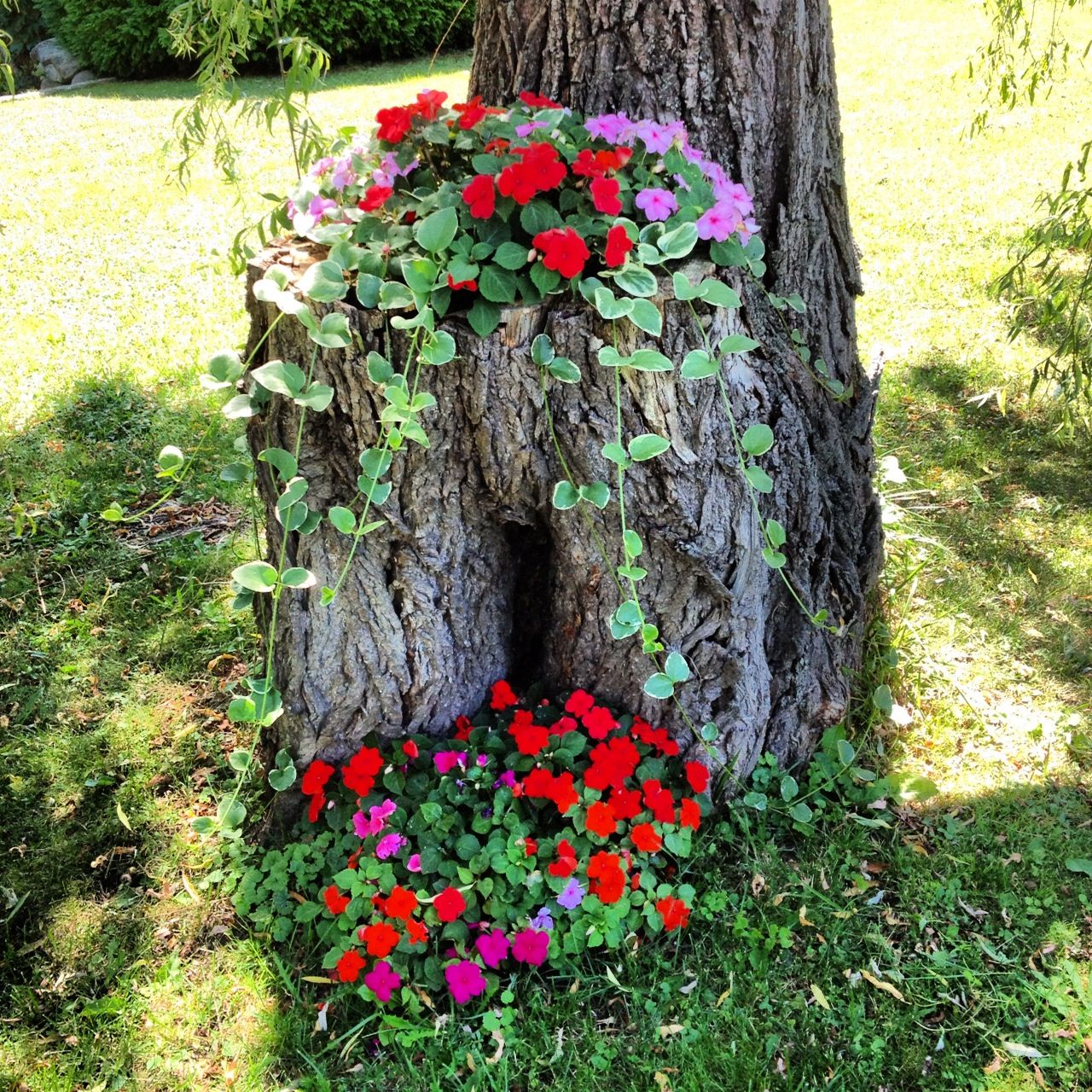 Tree Stump Fairy Gardens