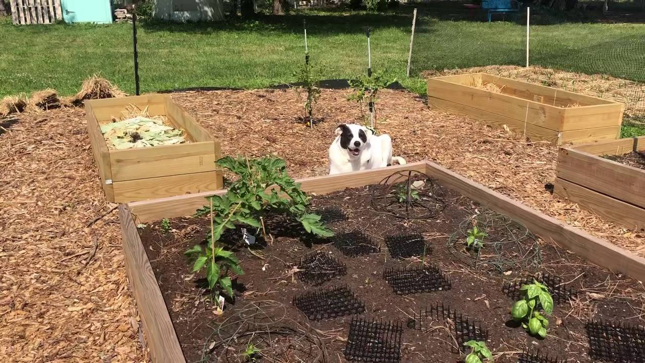 Vegetable Garden Bed