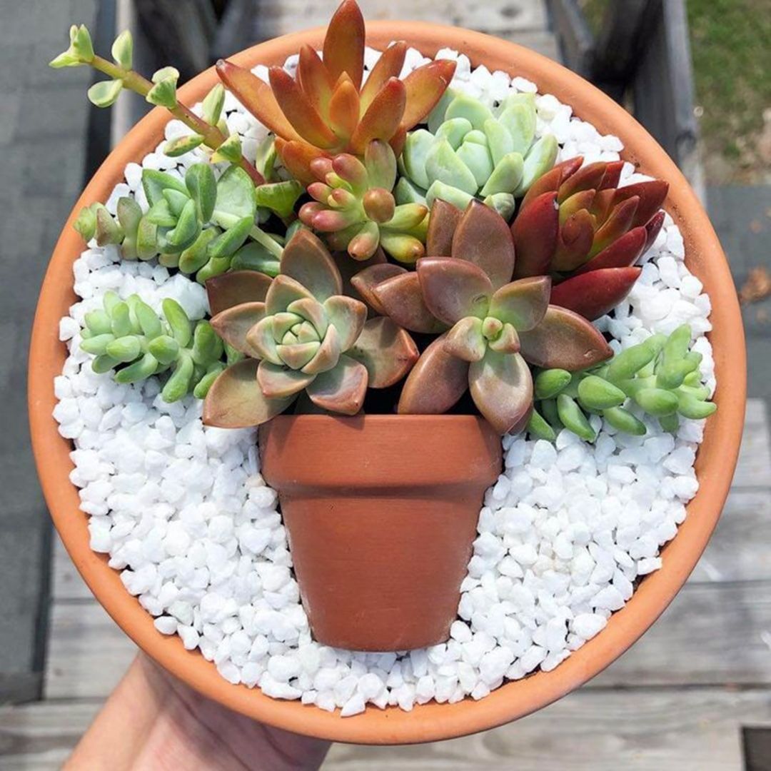 Succulent Container Garden Plans