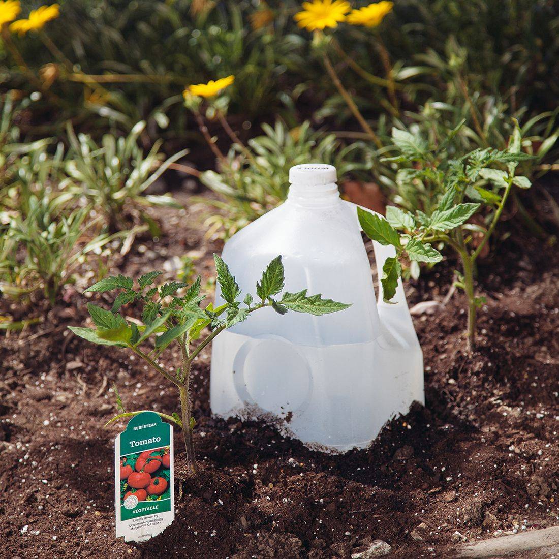 Milk Jug Garden Pictures