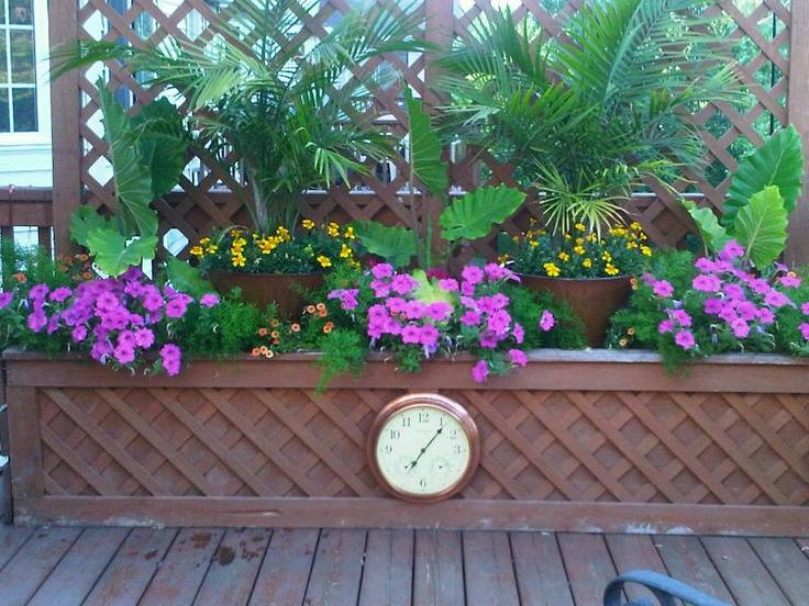 Deer Resistant Container Gardening Gina Michele