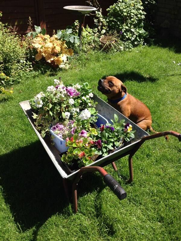 Awesome Diy Wheelbarrow Planter Ideas