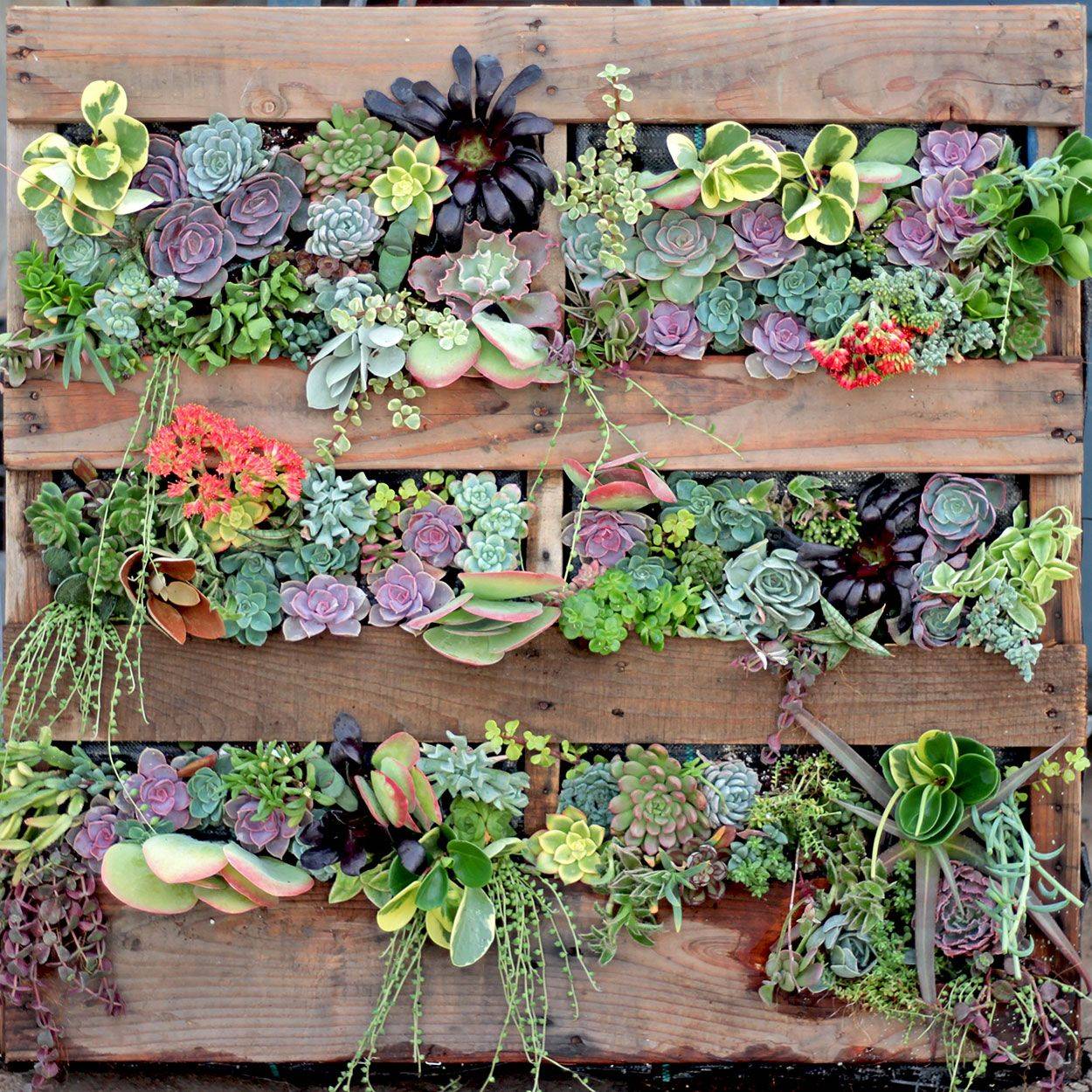 Pallet Garden