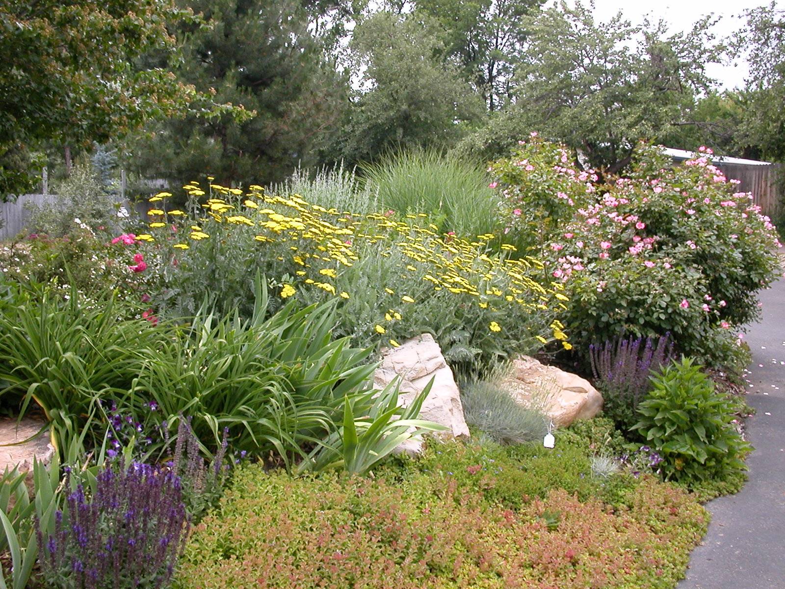 Xeriscaping Planting Plants Design Denver Boulder Colorado