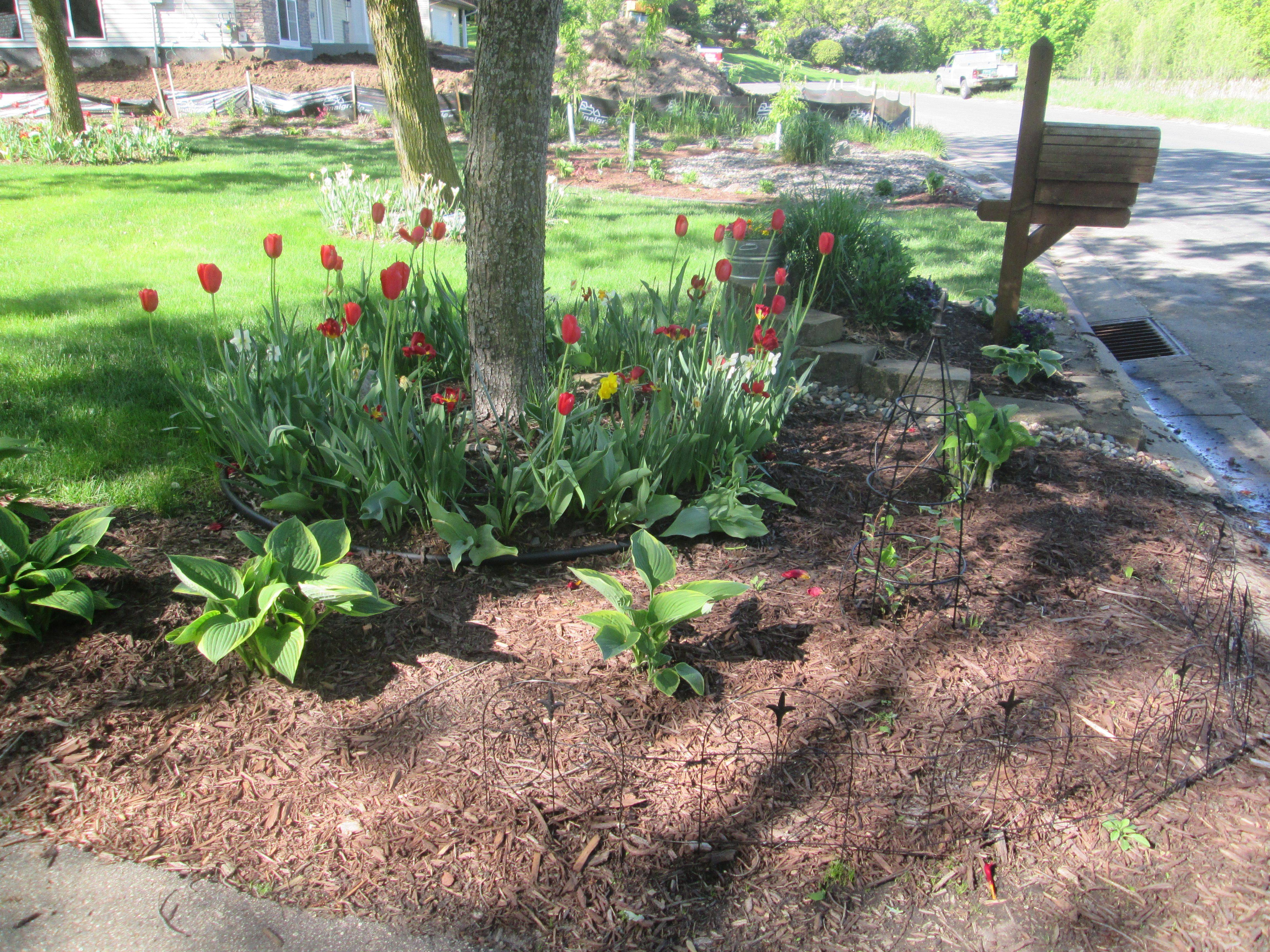 Hosta Shade Garden Front Yard Landscaping Design
