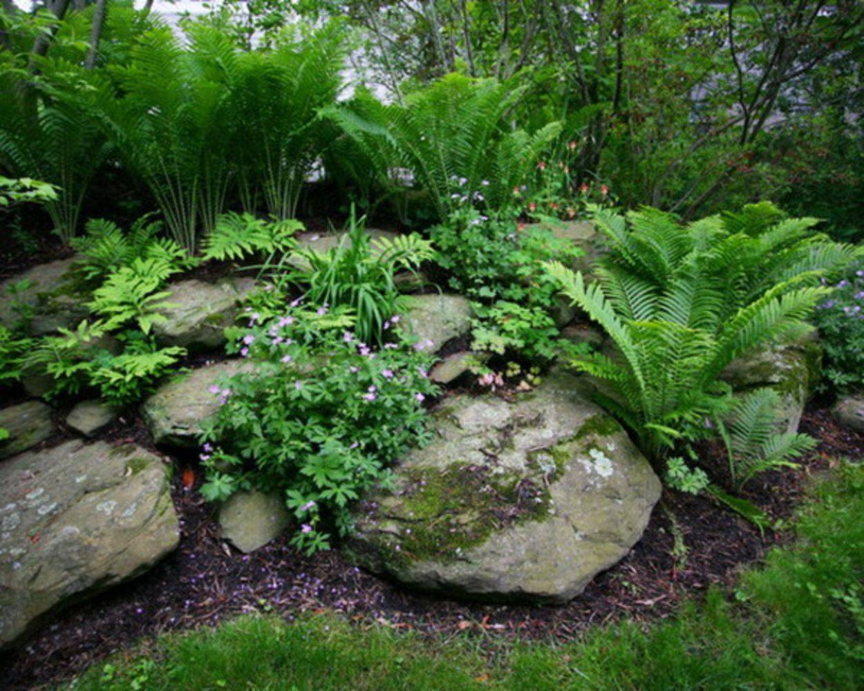 22 Shade Rock Garden Plants Ideas You Cannot Miss SharonSable