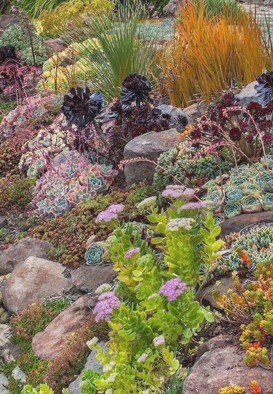Rock Gardens Plants