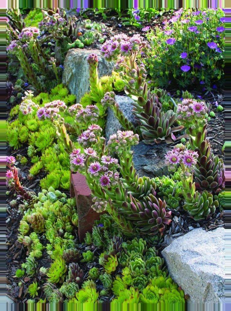 Related Image Rock Garden