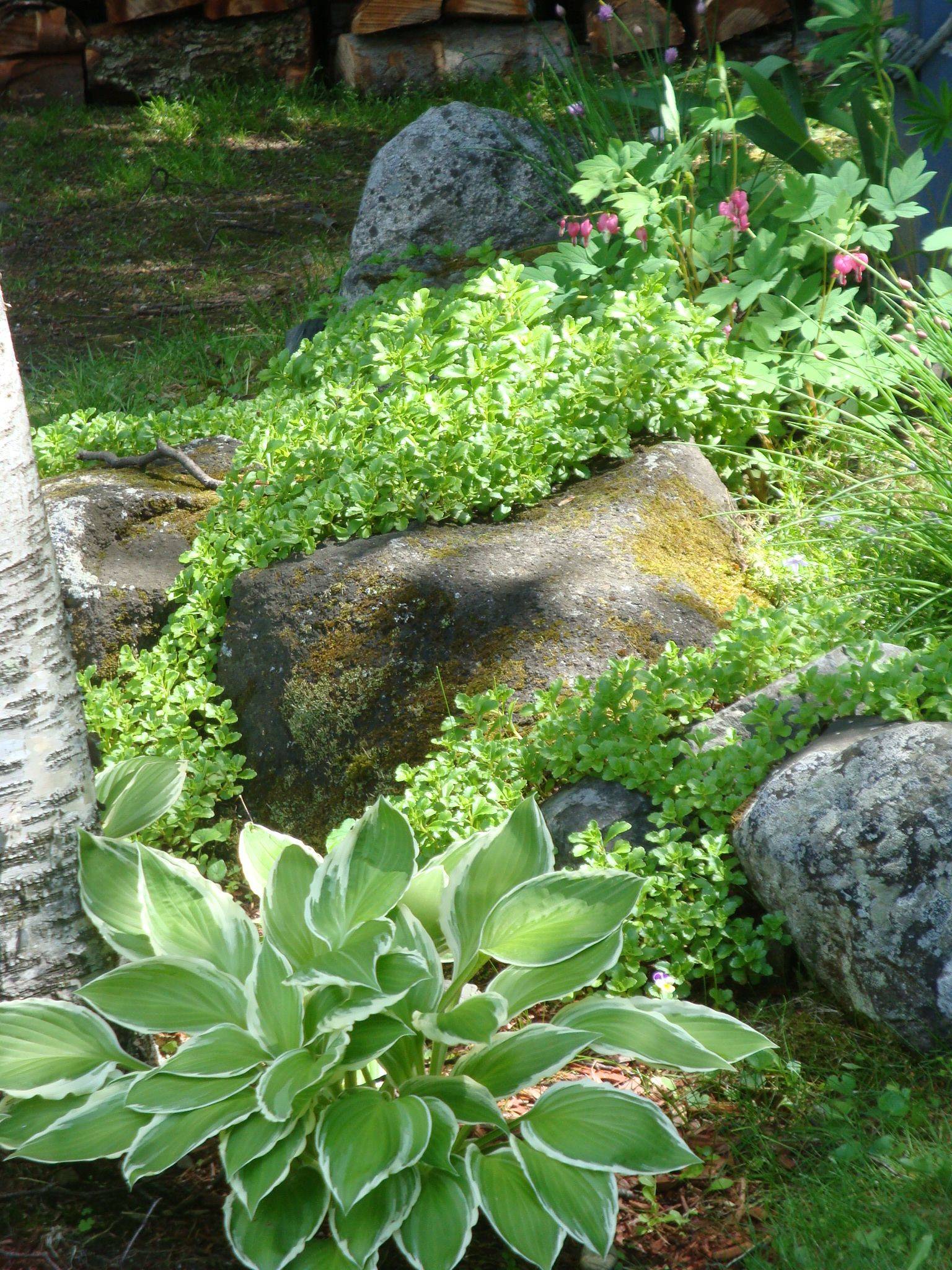 Front Yard Rock Garden Landscaping Ideas