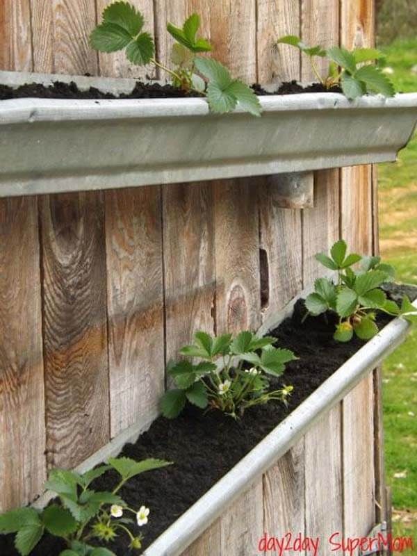 Best Diy Vertical Rain Gutter Garden Ideas