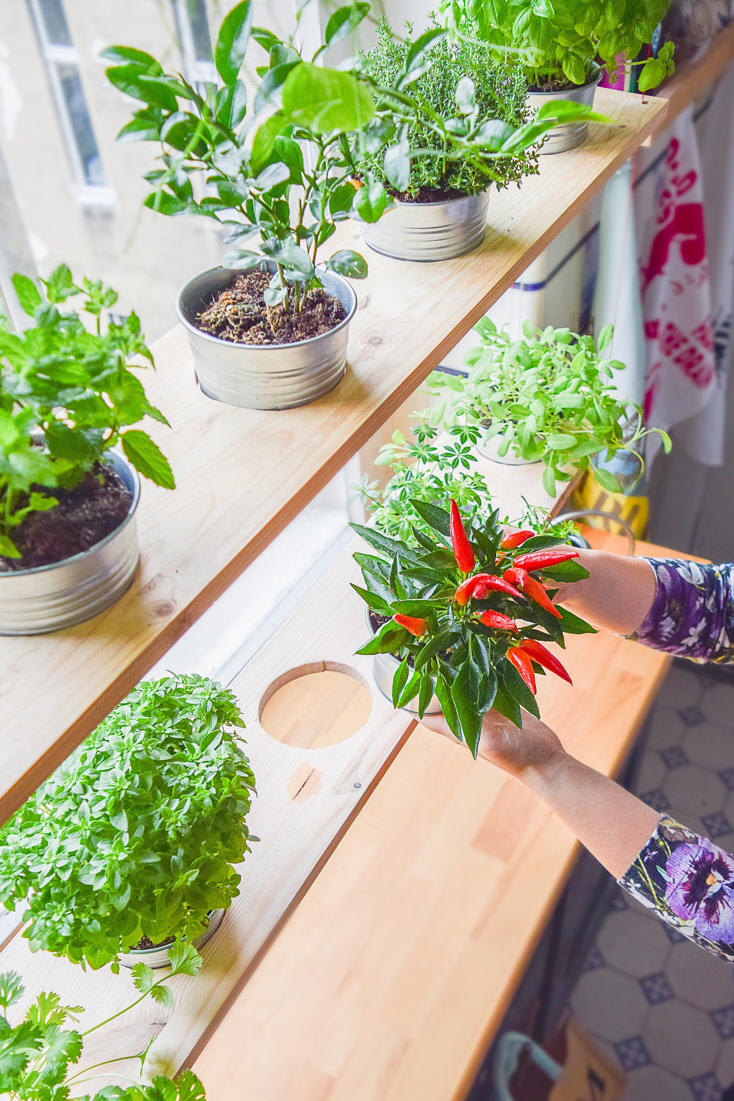 Herb Garden Indoor Ideas Page