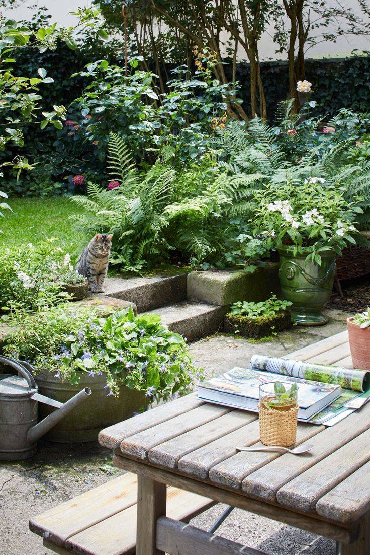 Sunny Summer Backyard Garden Flowers