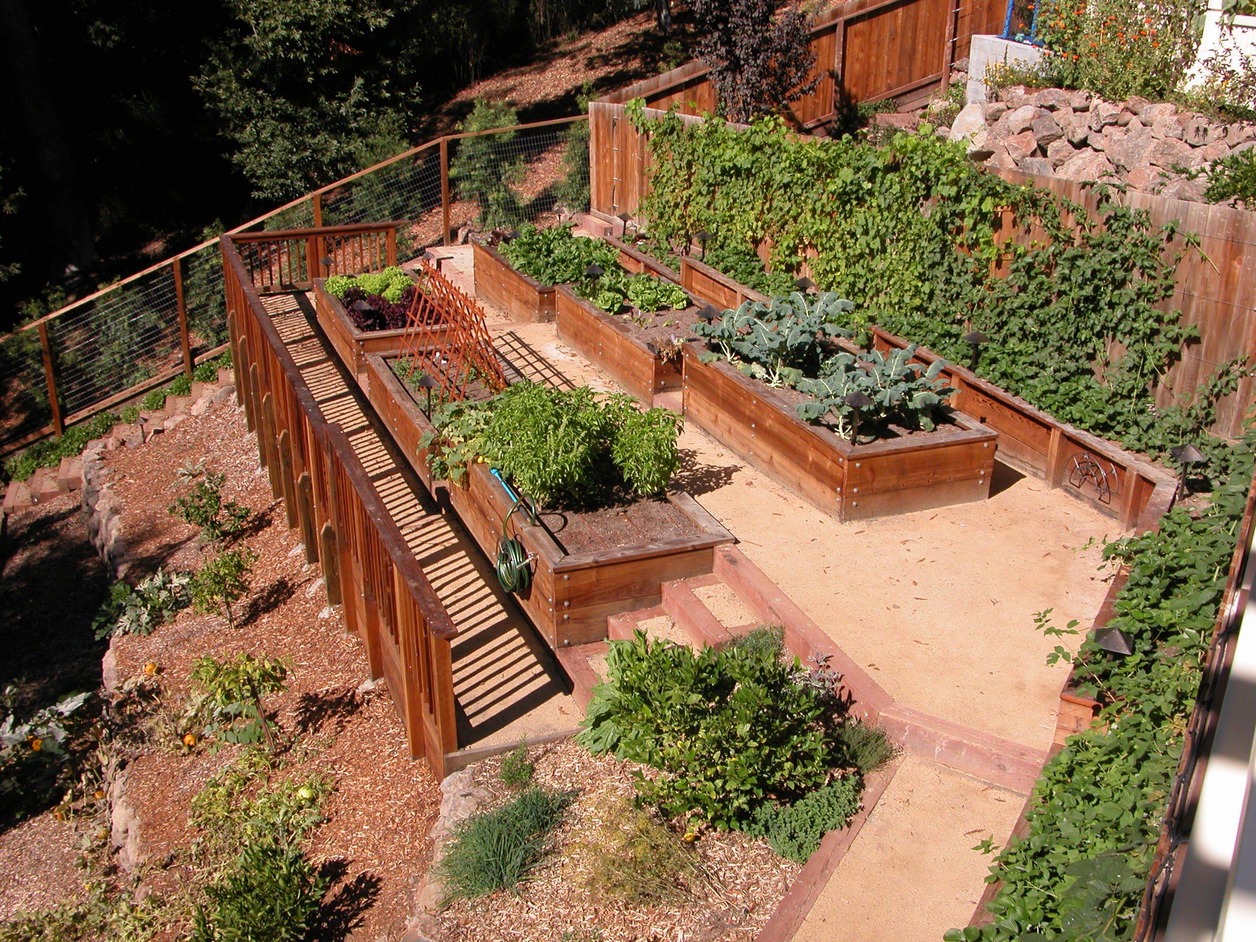 Vegetable Garden