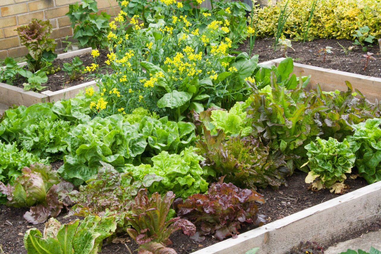 Vegetable Garden