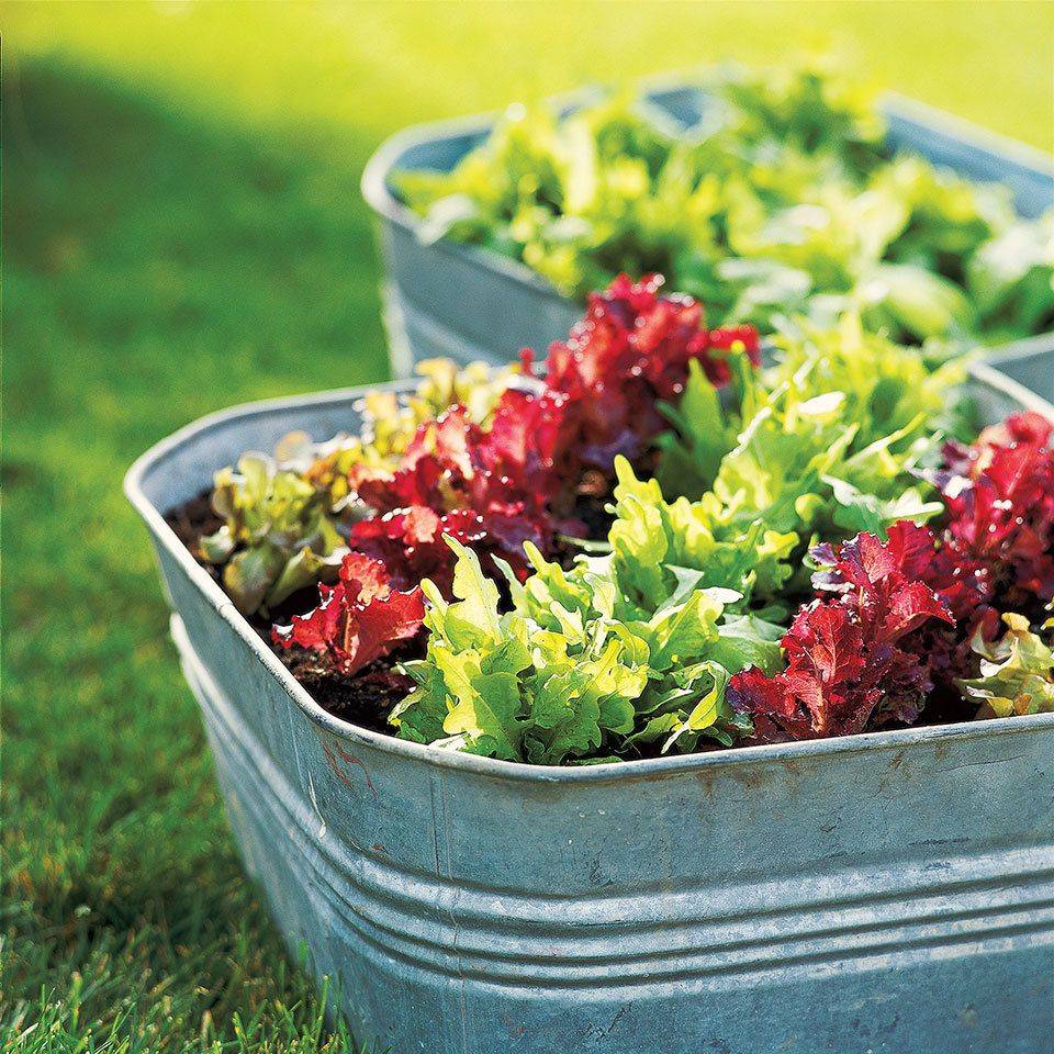 Simple But Beautiful Bucket Gardening Ideas Carenthusias Garden