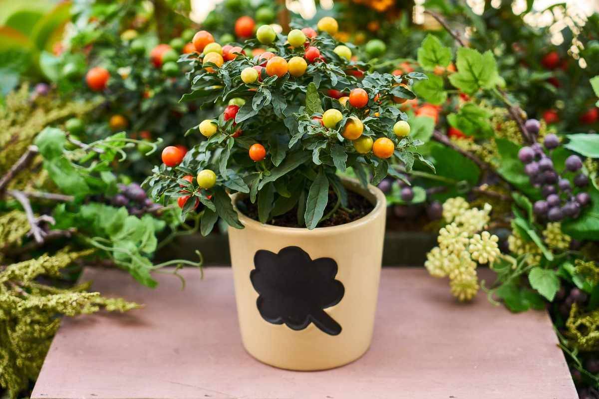 Container Gardening Ideas Quiet Corner