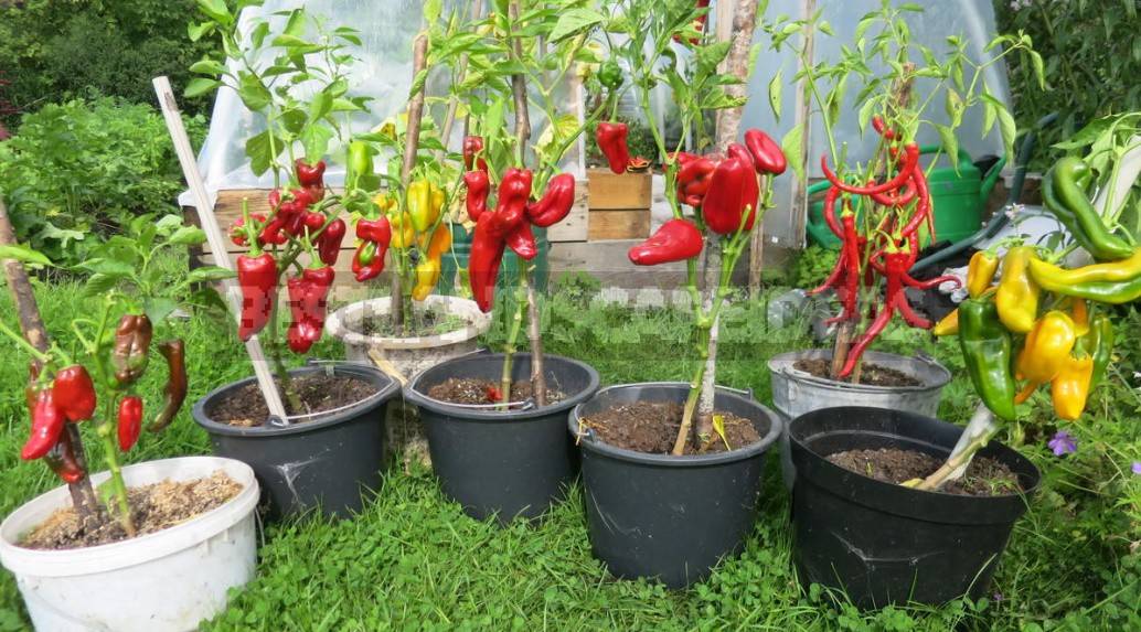 A Container Vegetable Garden