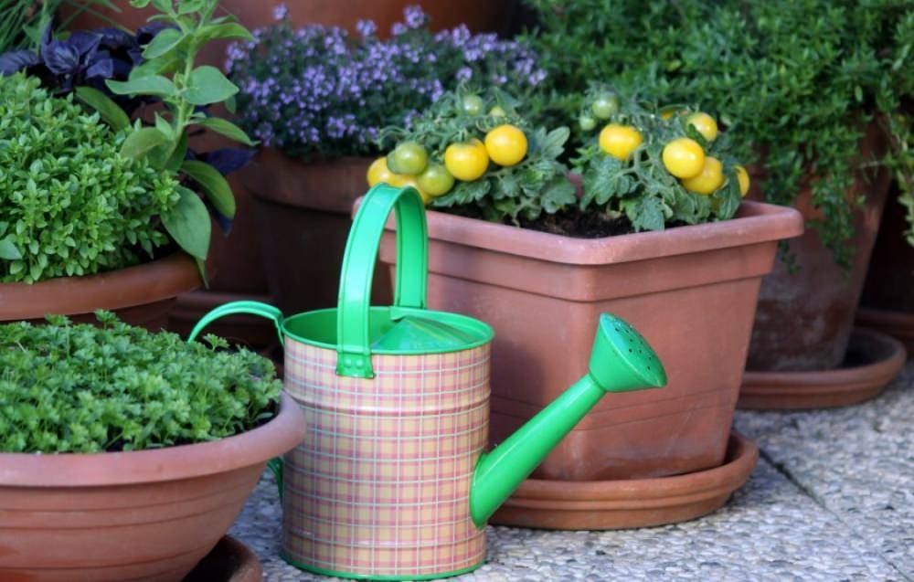 Pots Plant Booster