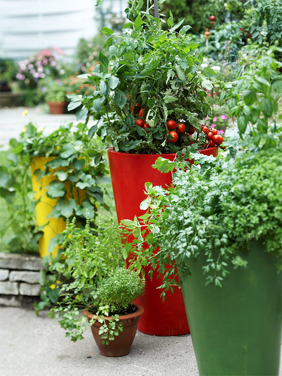 Vegetable Garden