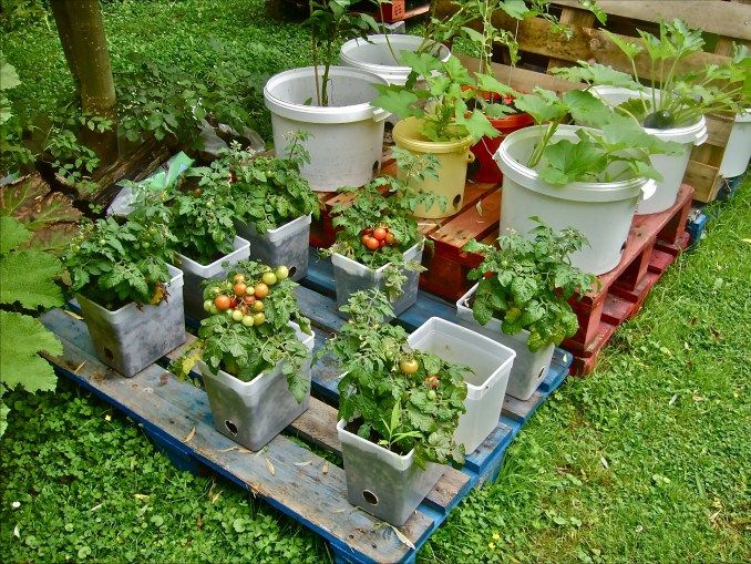 Vegetable Gardening