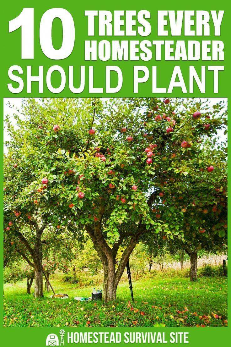 New Ideas Fruit Garden Plan Yards Raised Garden