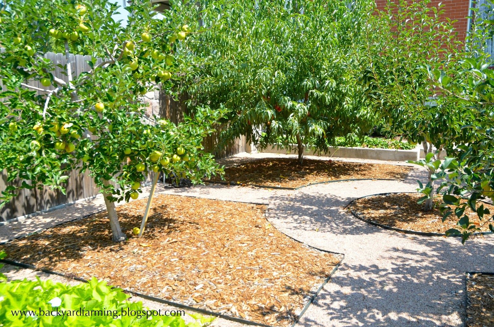 Planting Fruit Trees