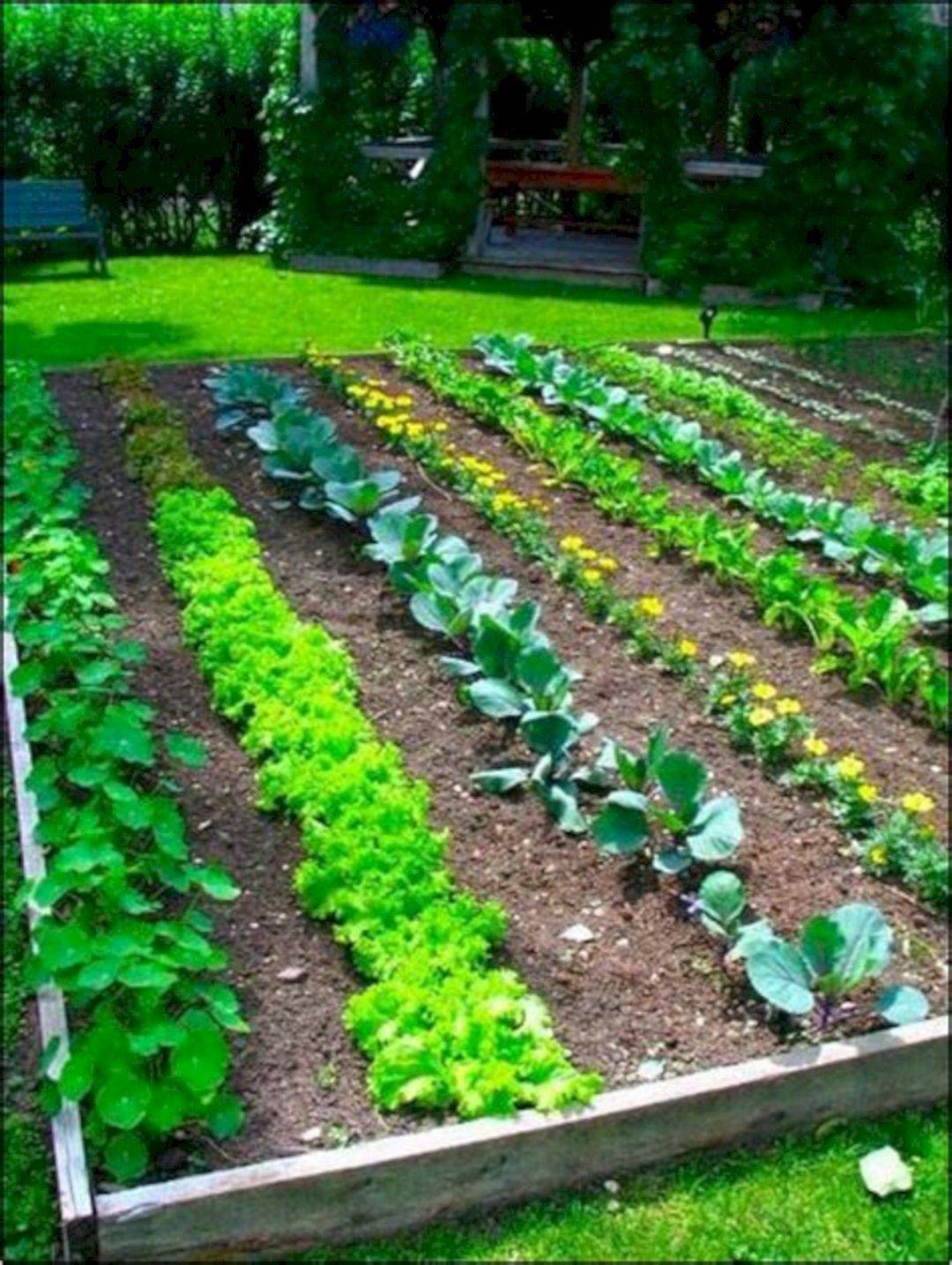 Advantageous Small Vegetable Garden Ideas