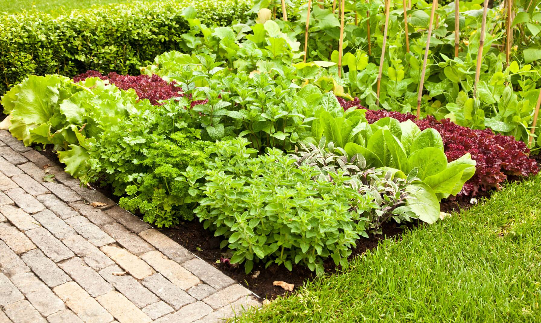 Intensive Gardening Trends