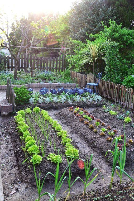 A Vegetable Garden