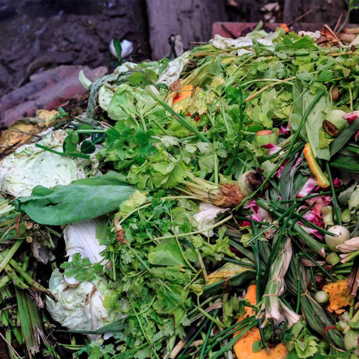 Affordable Backyard Vegetable Garden