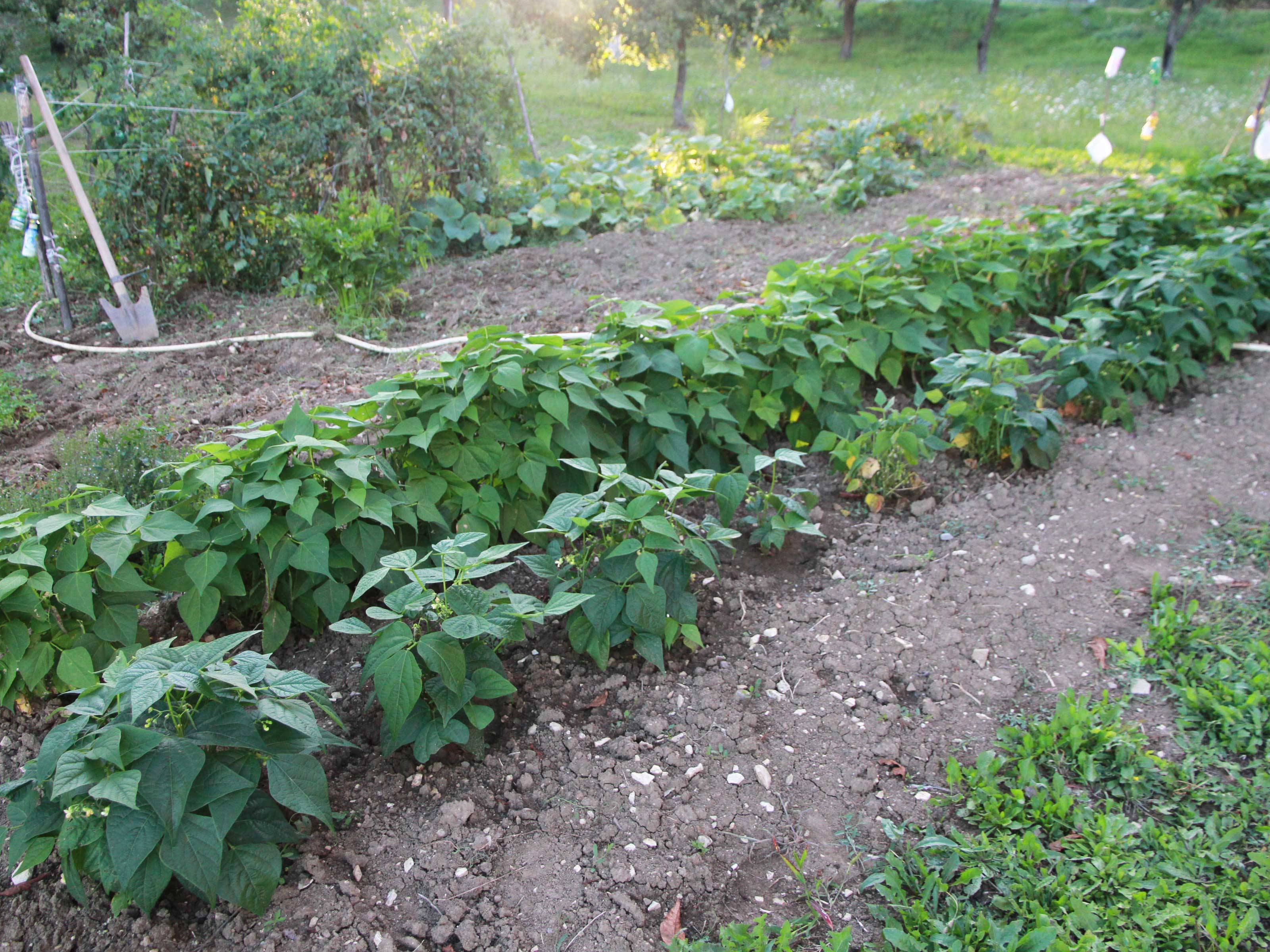 Garden Soil Preparation