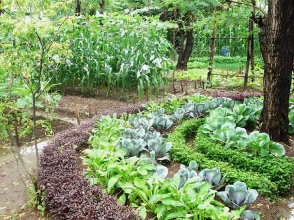 Vegetable Garden